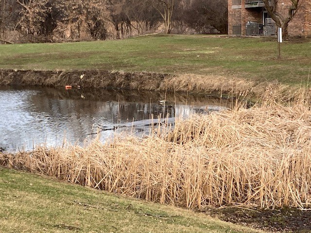A pond with a grassy bank and a tree in the background.